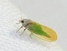 Psylla buxi