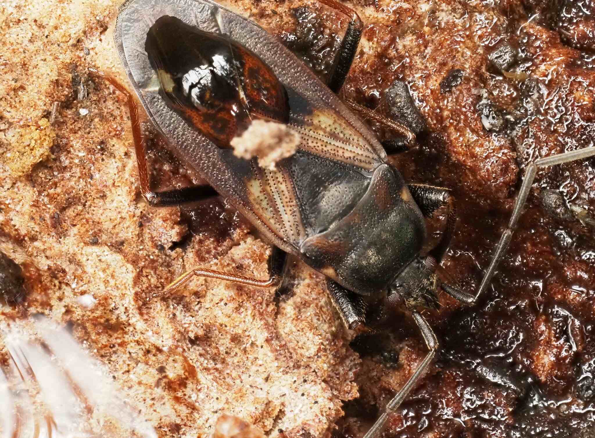 Eremocoris fenestratus