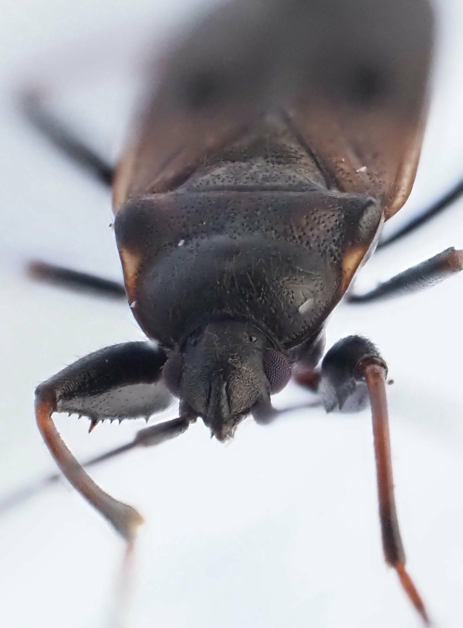 Eremocoris fenestratus