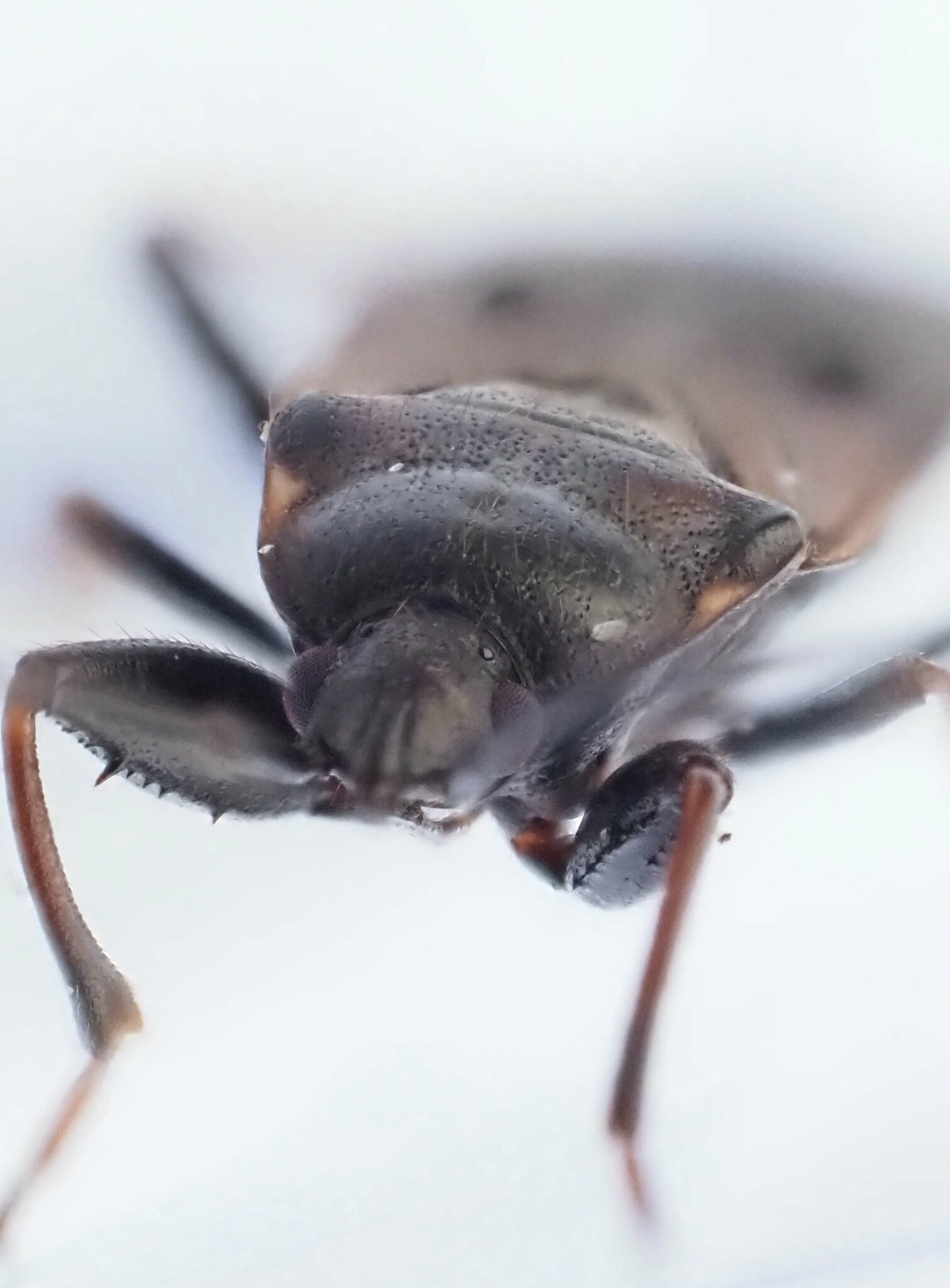 Eremocoris fenestratus