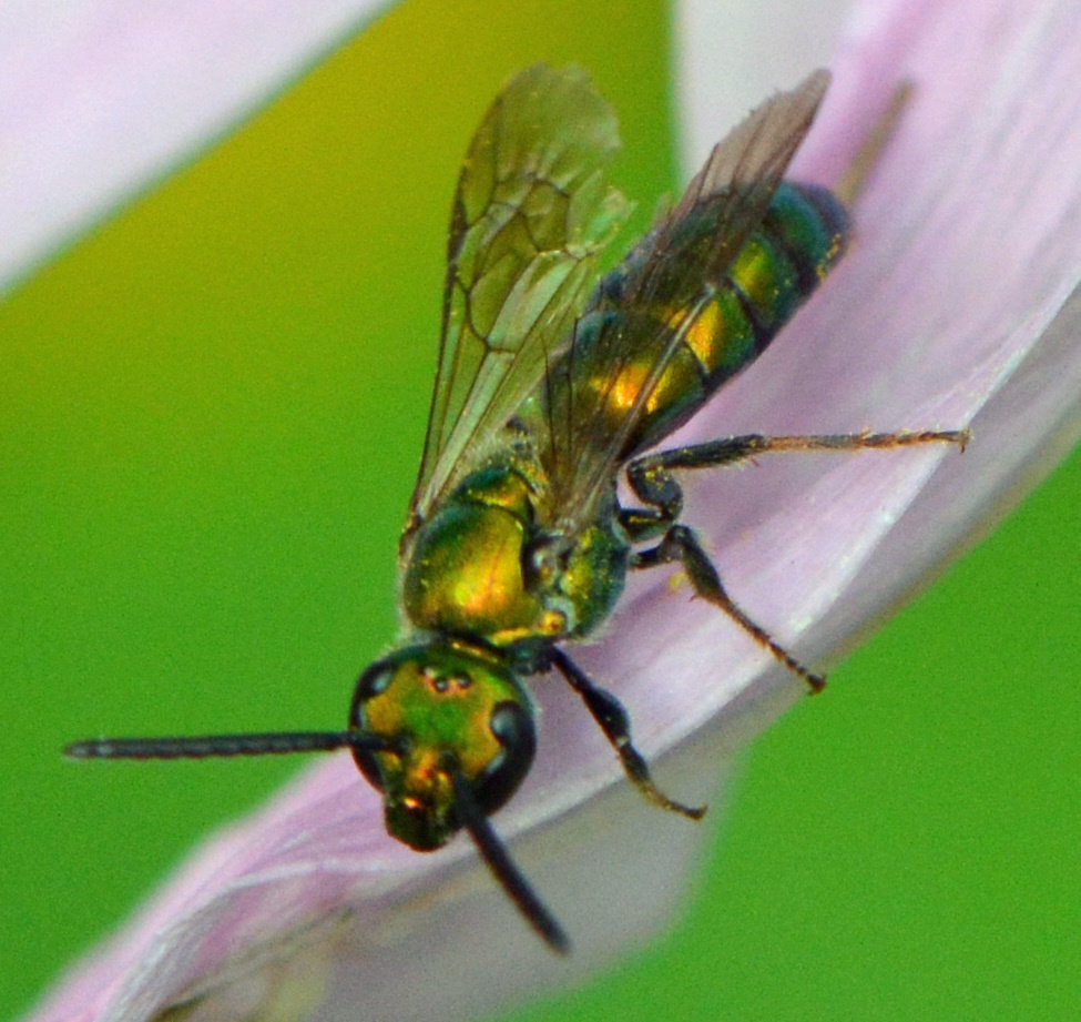Augochlora