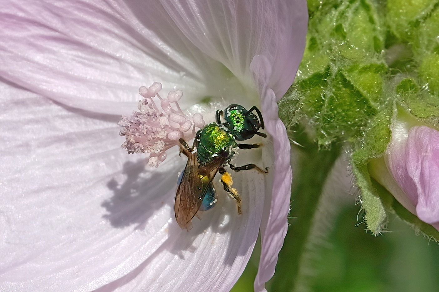 Augochlora