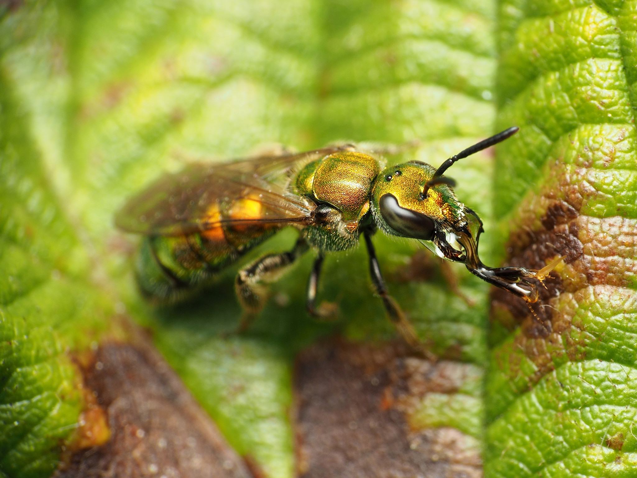 Augochlora