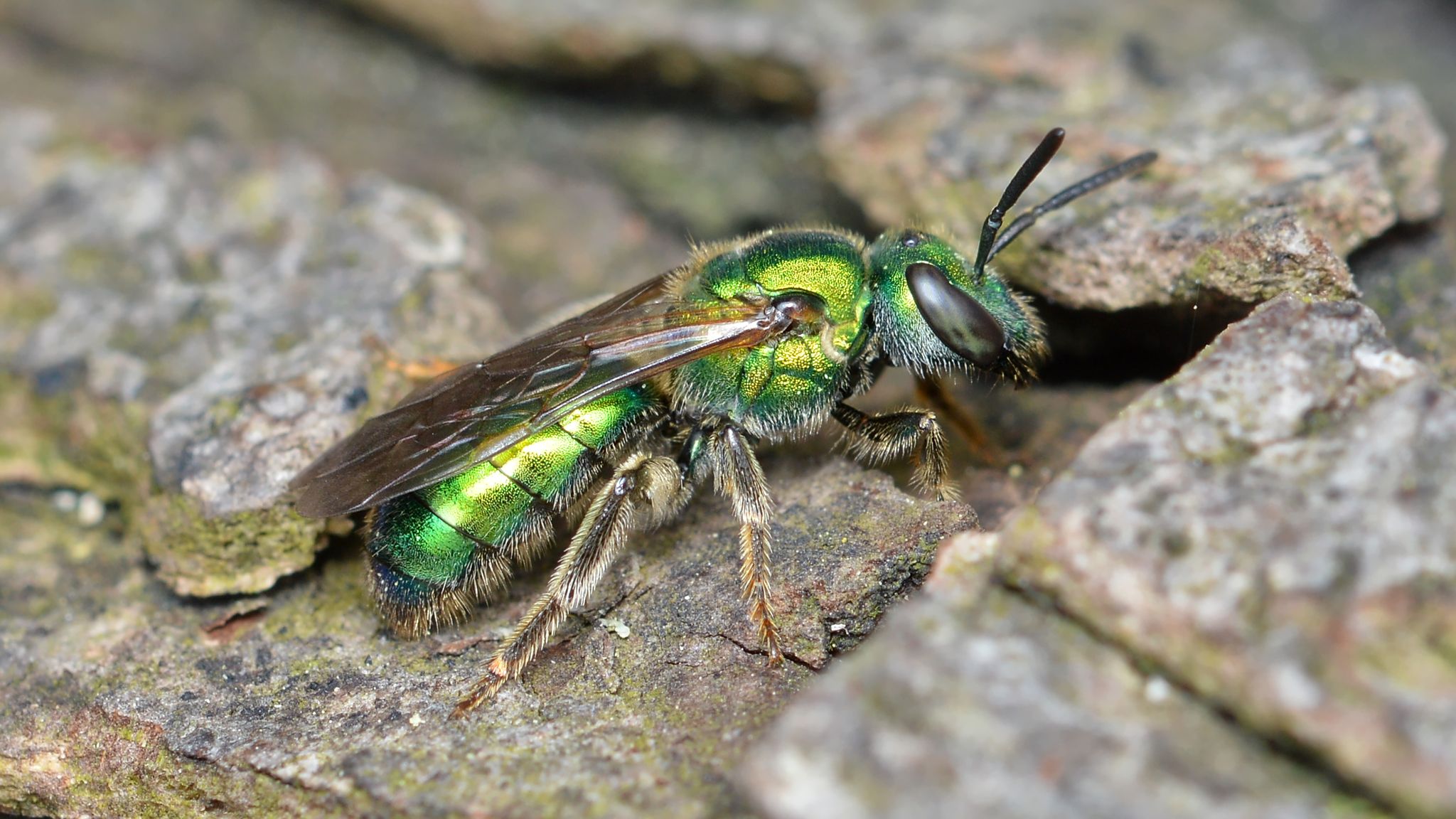 Augochlora