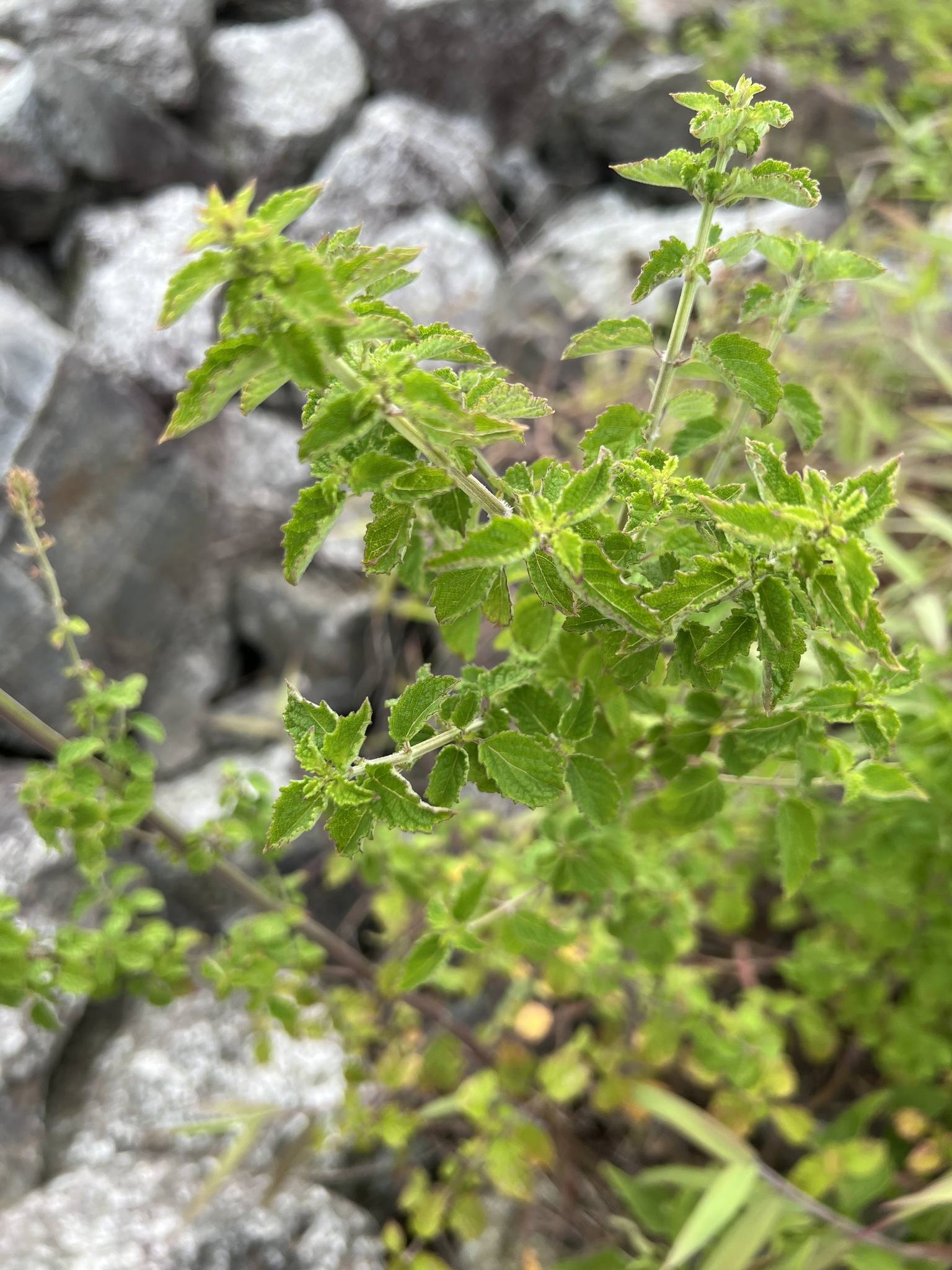Mesosphaerum pectinatum