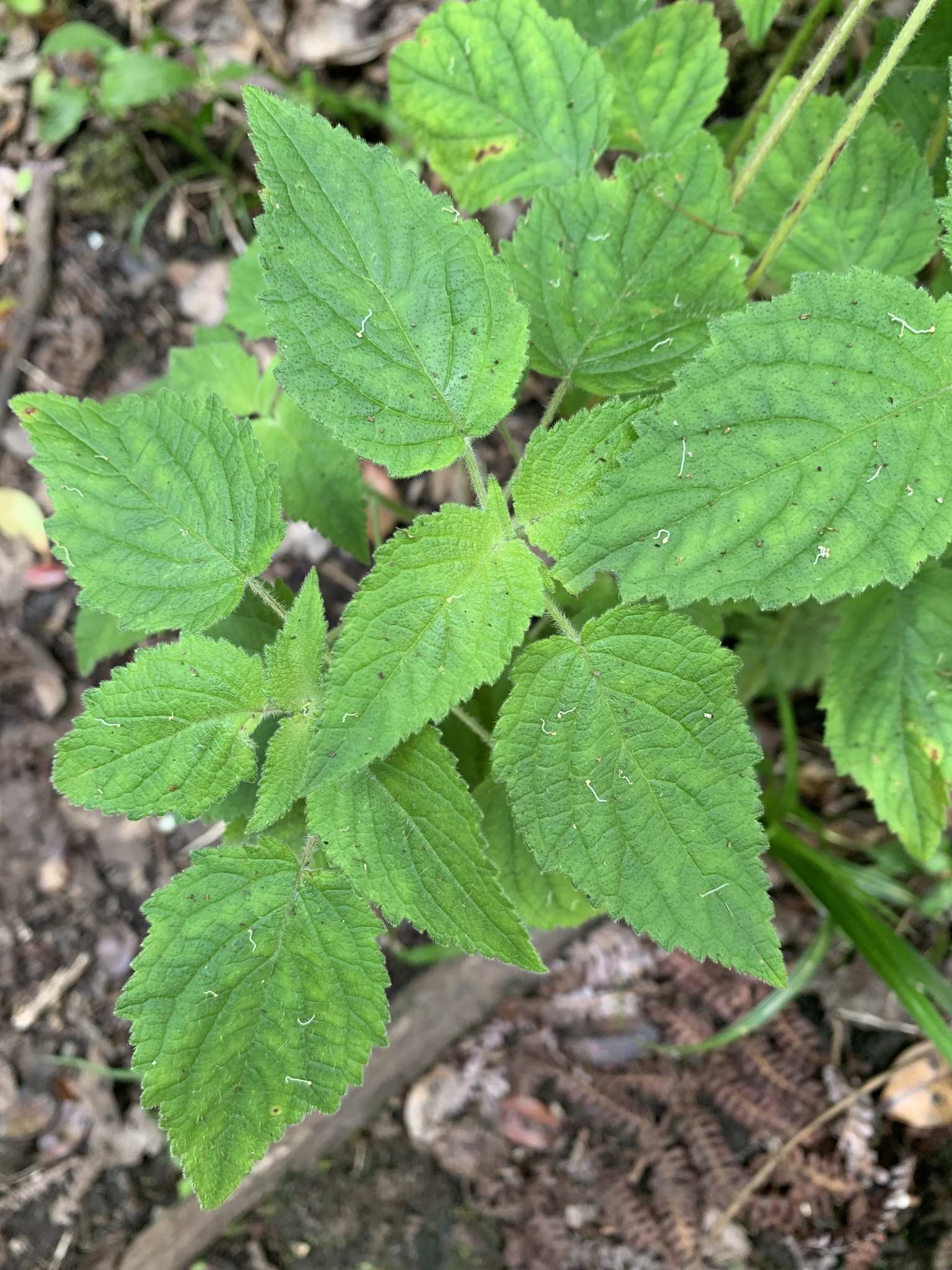 Mesosphaerum pectinatum