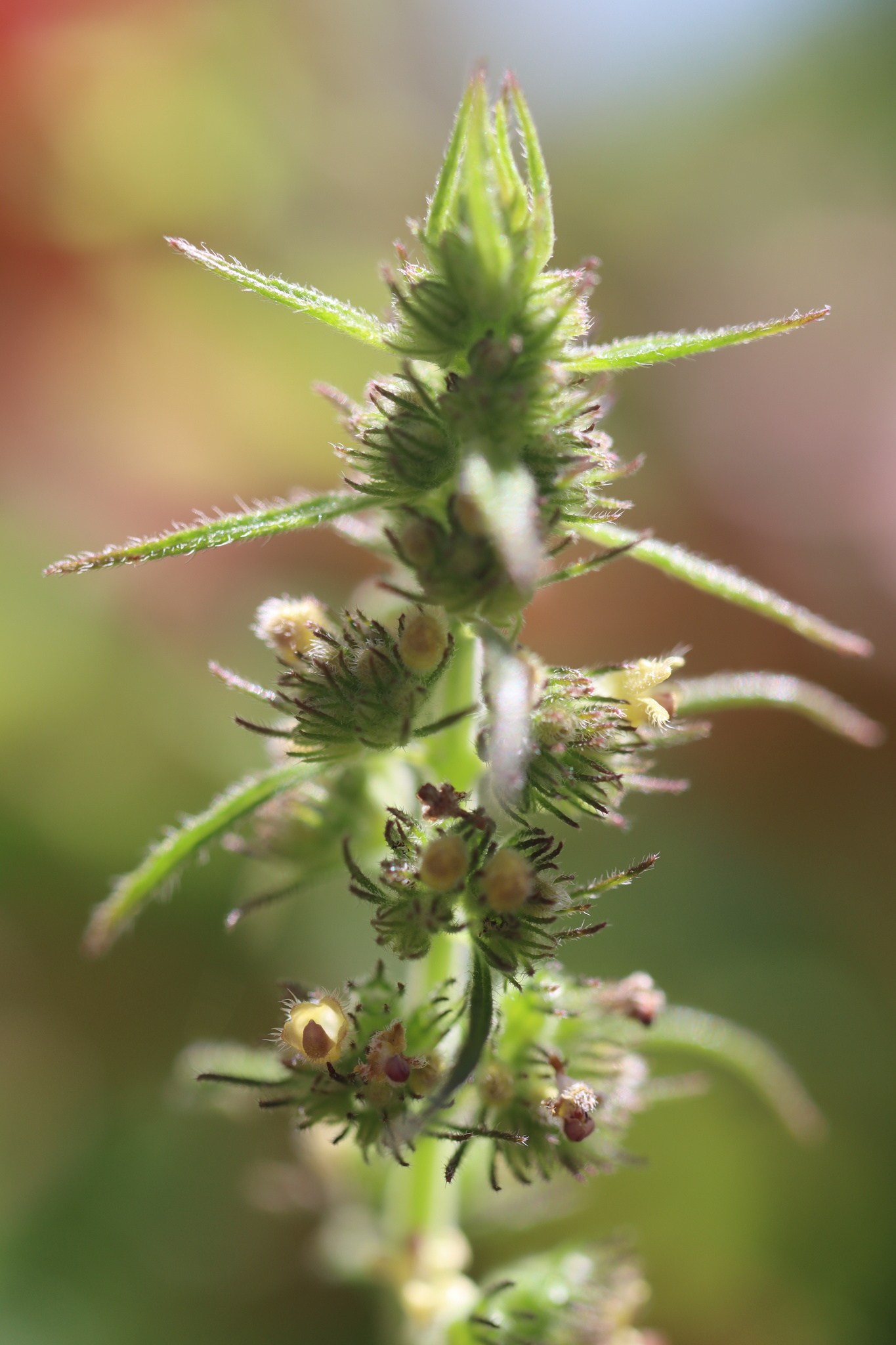 Mesosphaerum pectinatum