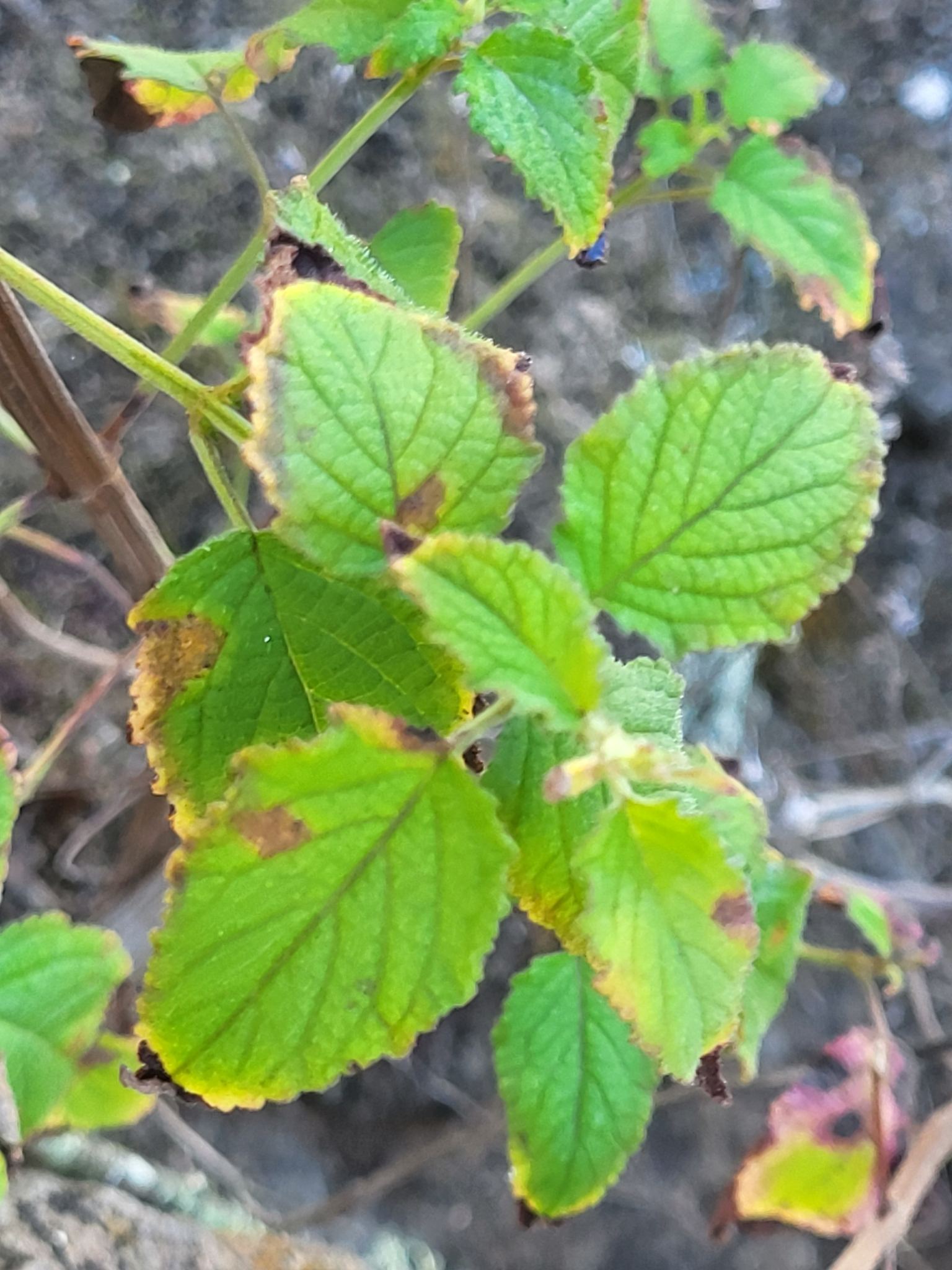 Mesosphaerum pectinatum