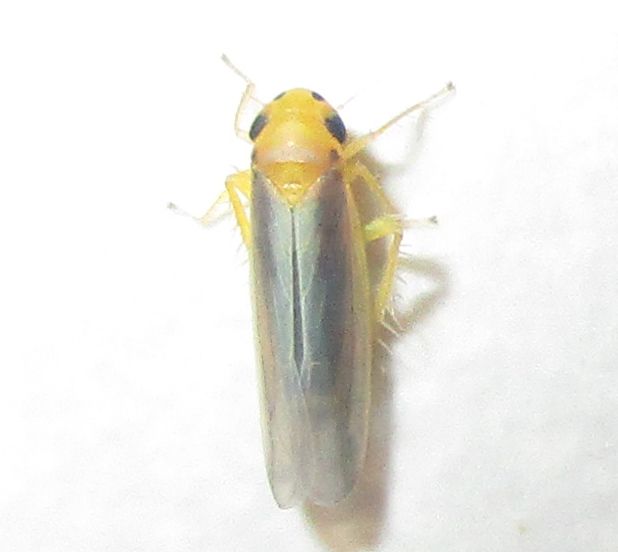 Cicadulina mbila