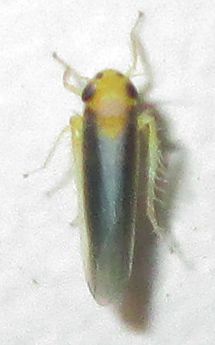 Cicadulina mbila