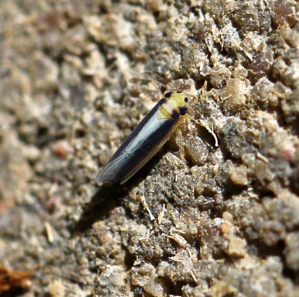 Cicadulina mbila