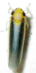 Cicadulina mbila