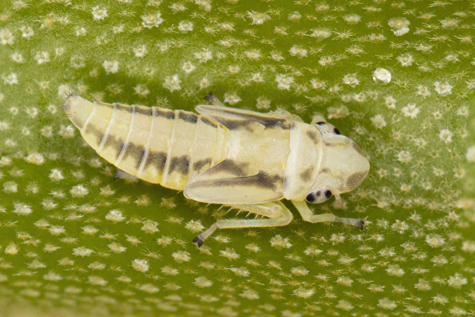 Amphigonalia