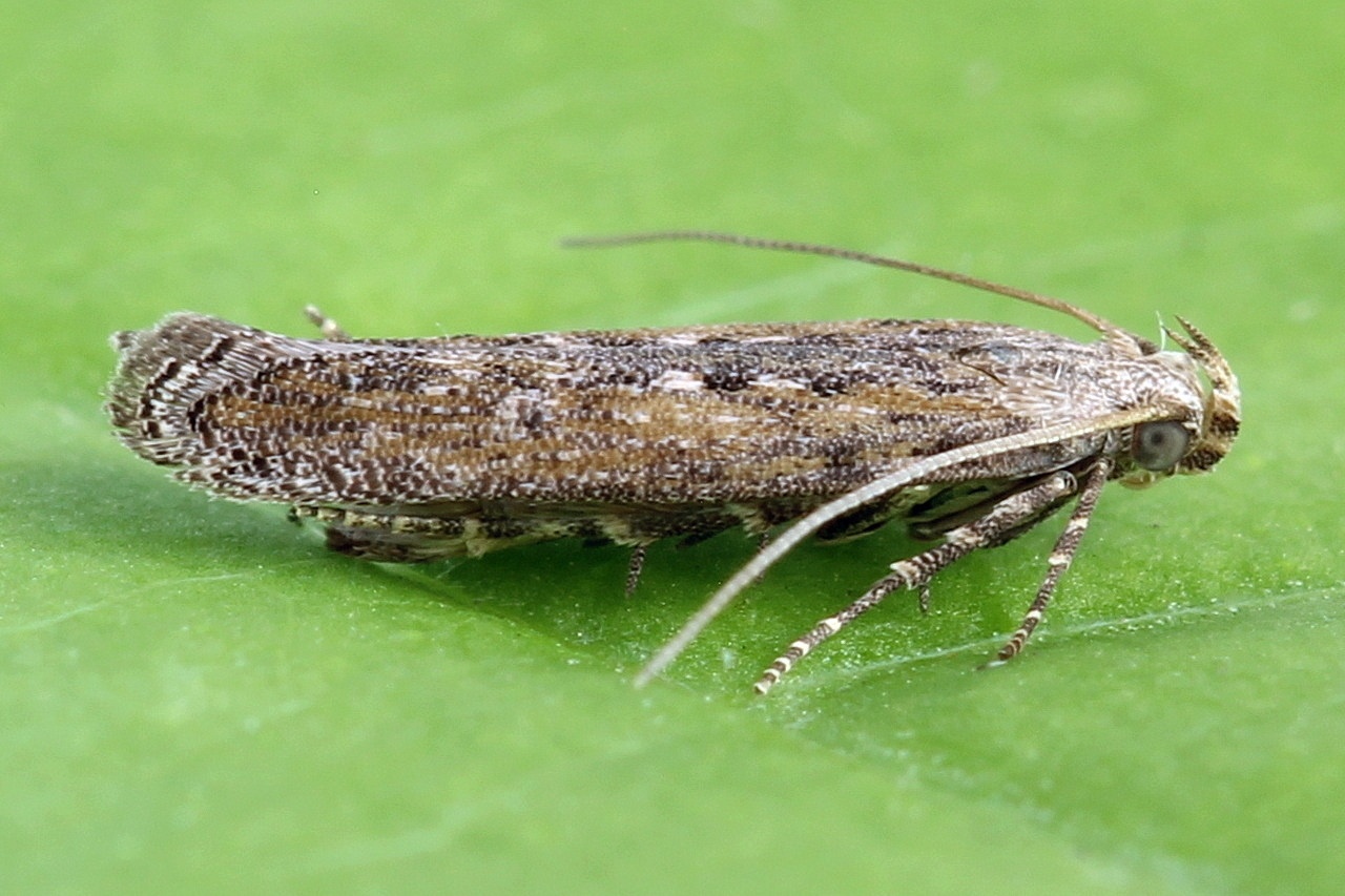 Phthorimaea operculella