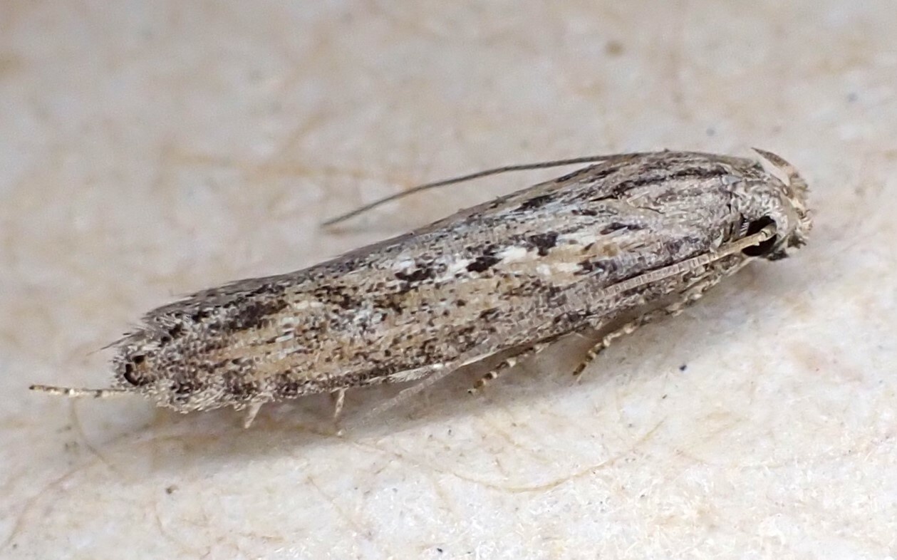 Phthorimaea operculella