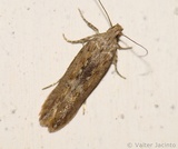 Phthorimaea operculella