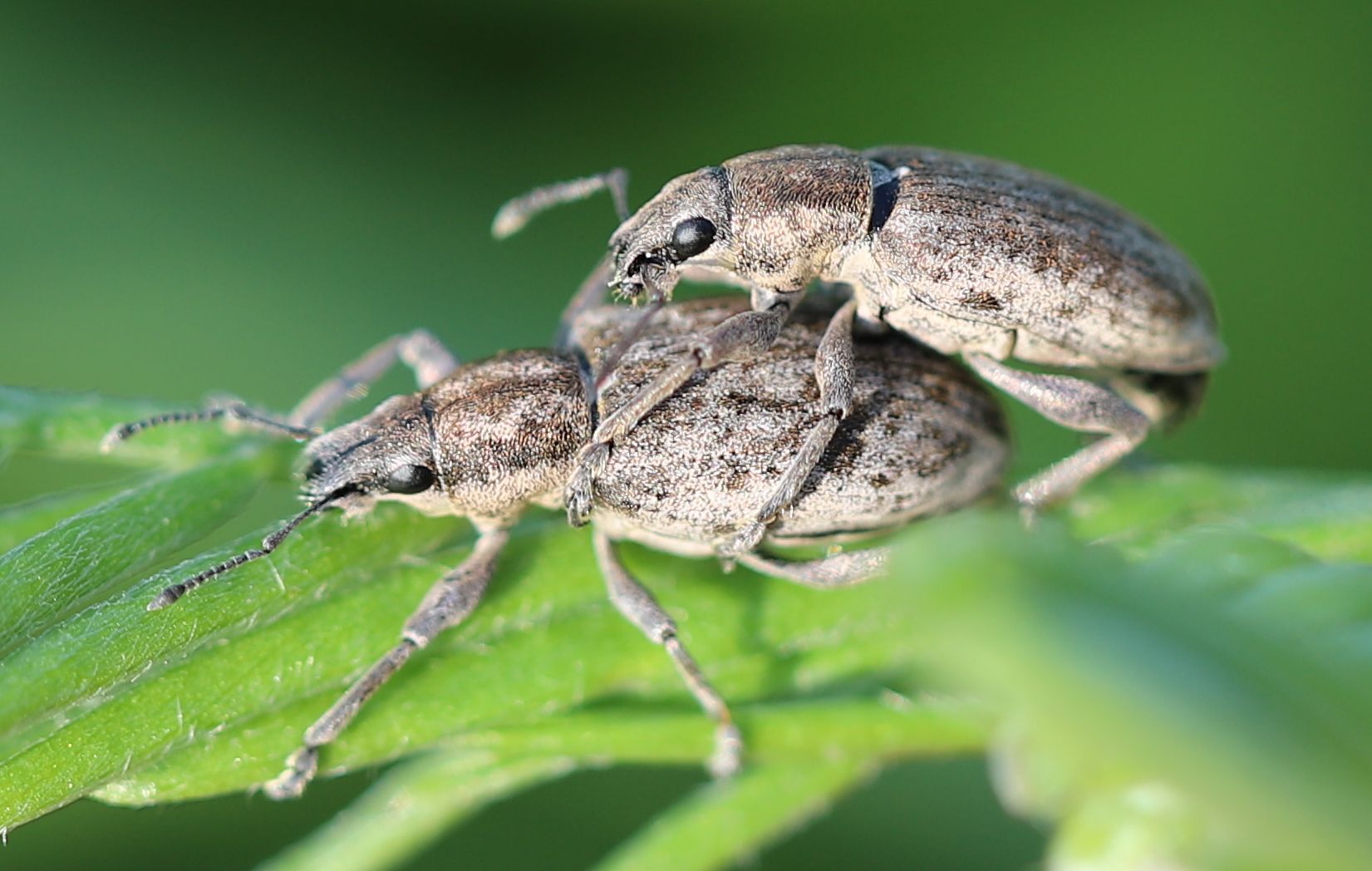 Tanymecus palliatus