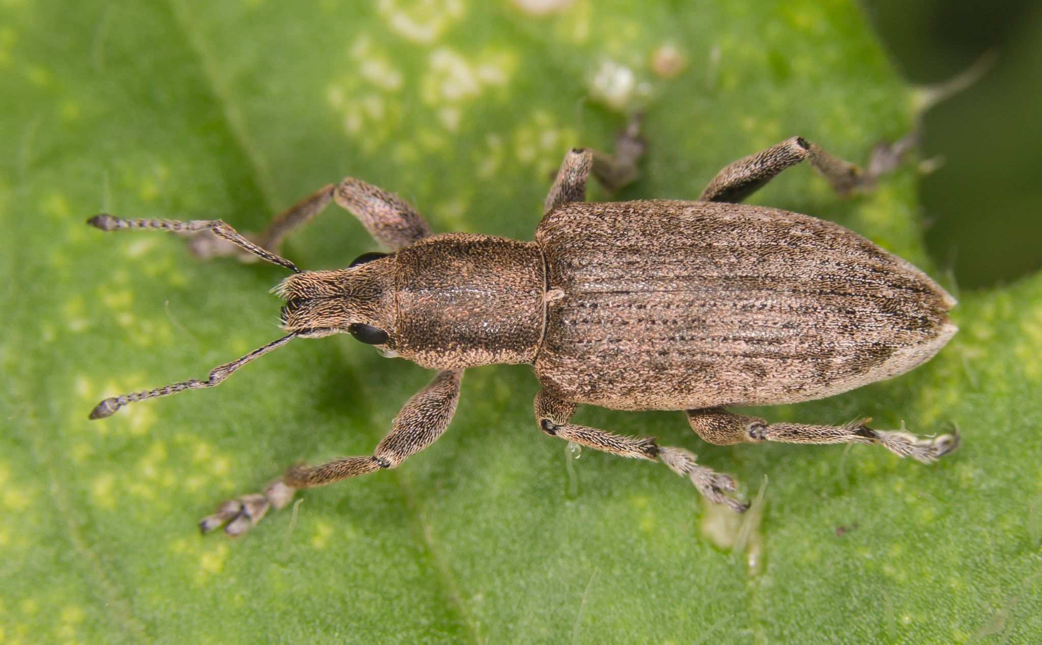 Tanymecus palliatus