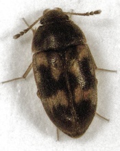 Litargus balteatus