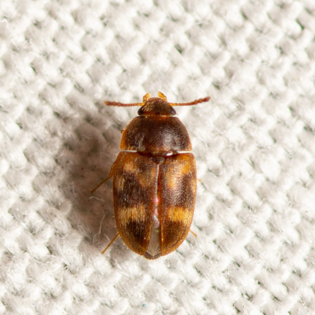 Litargus balteatus
