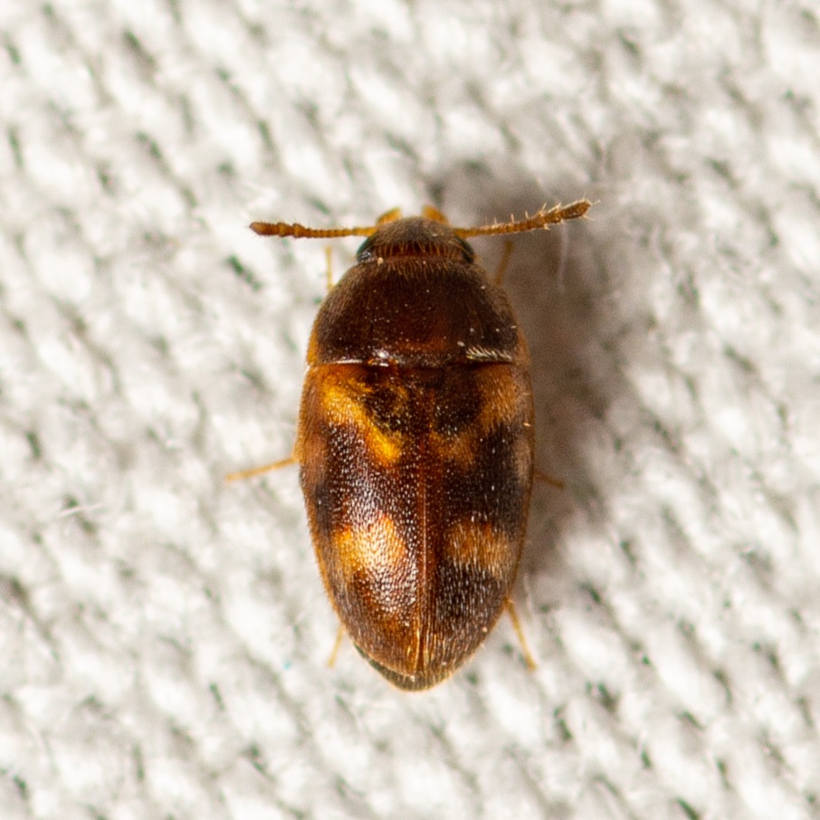 Litargus balteatus