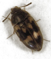 Litargus balteatus