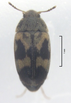 Litargus balteatus