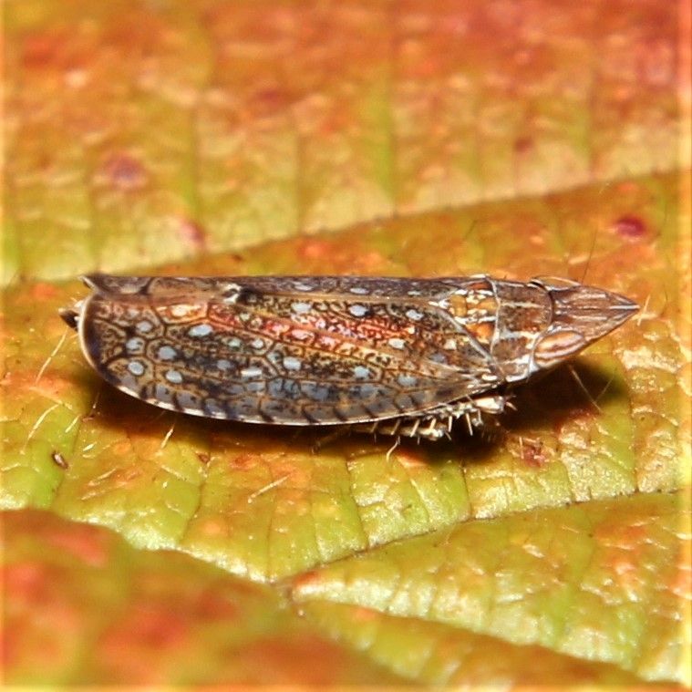 Scaphytopius acutus