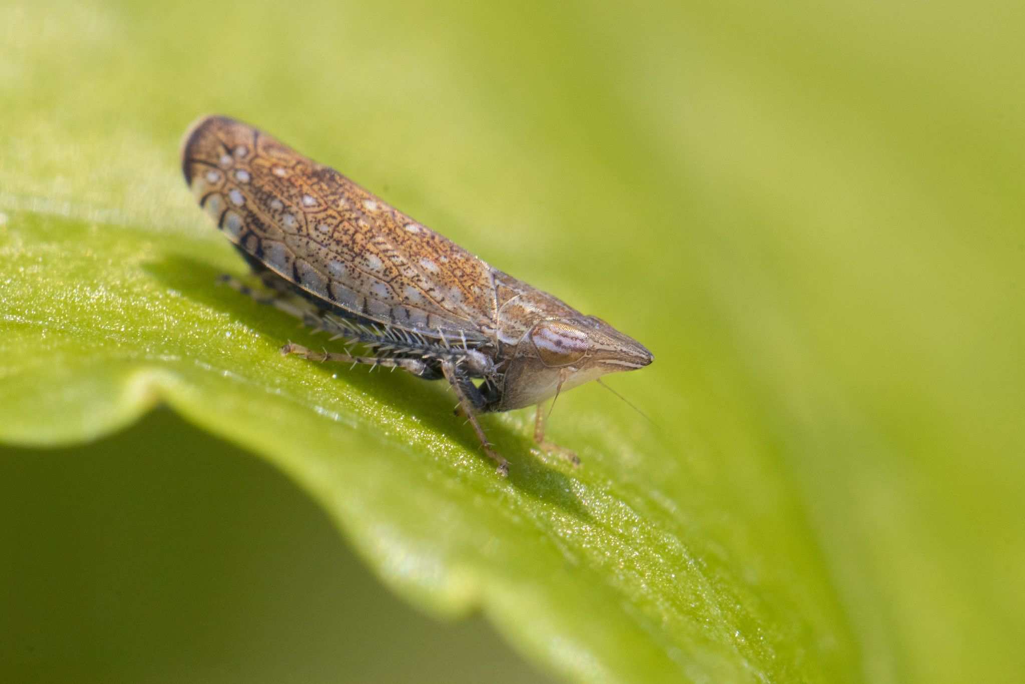Scaphytopius acutus