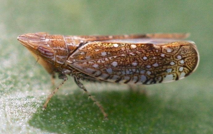 Scaphytopius acutus