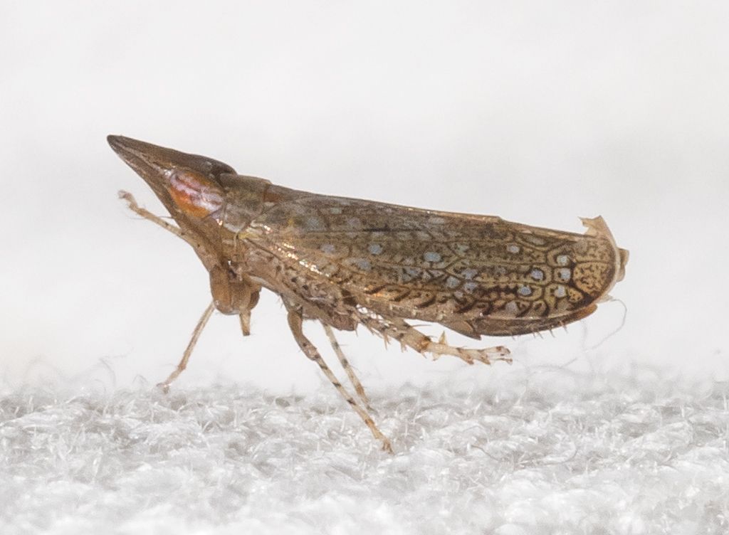 Scaphytopius acutus