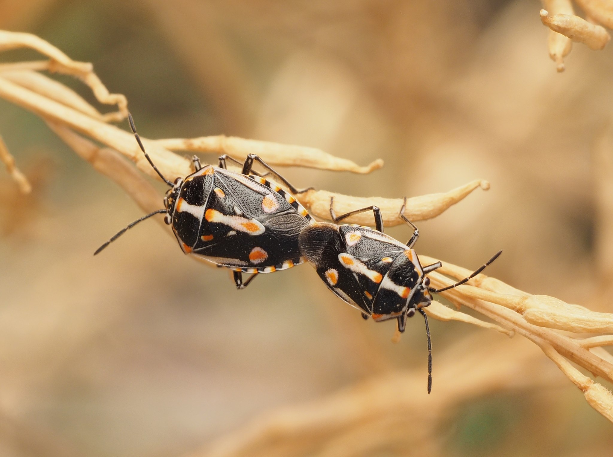 Bagrada hilaris