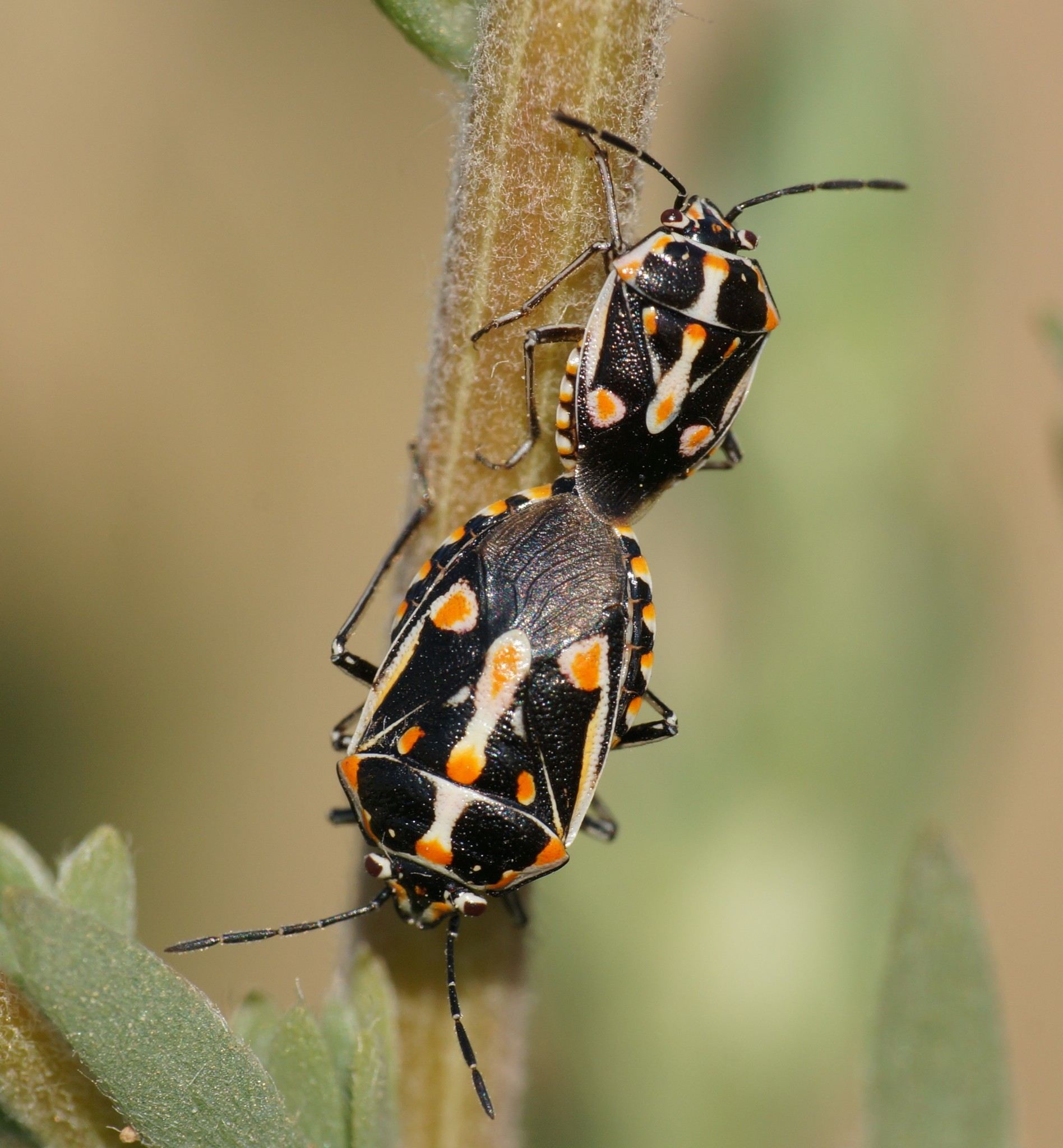 Bagrada hilaris