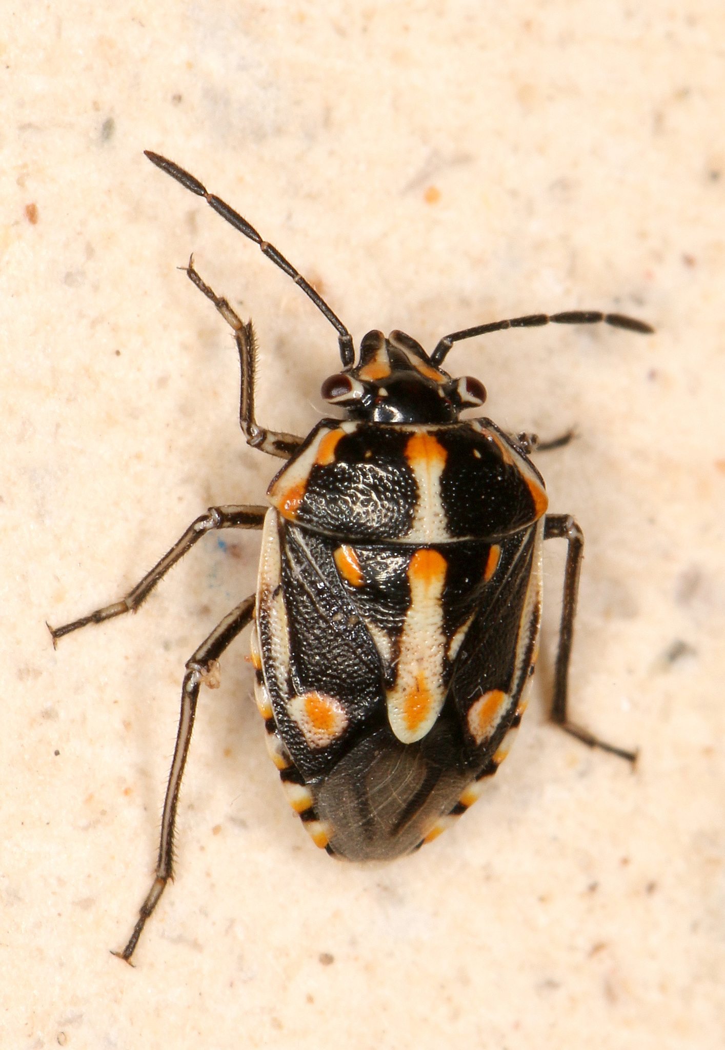 Bagrada hilaris
