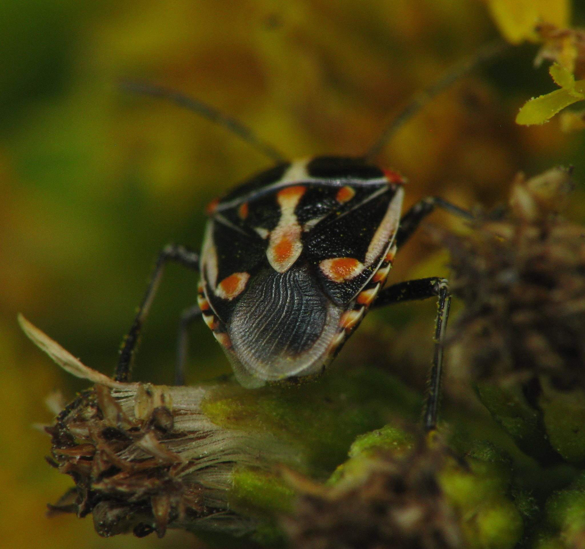 Bagrada hilaris