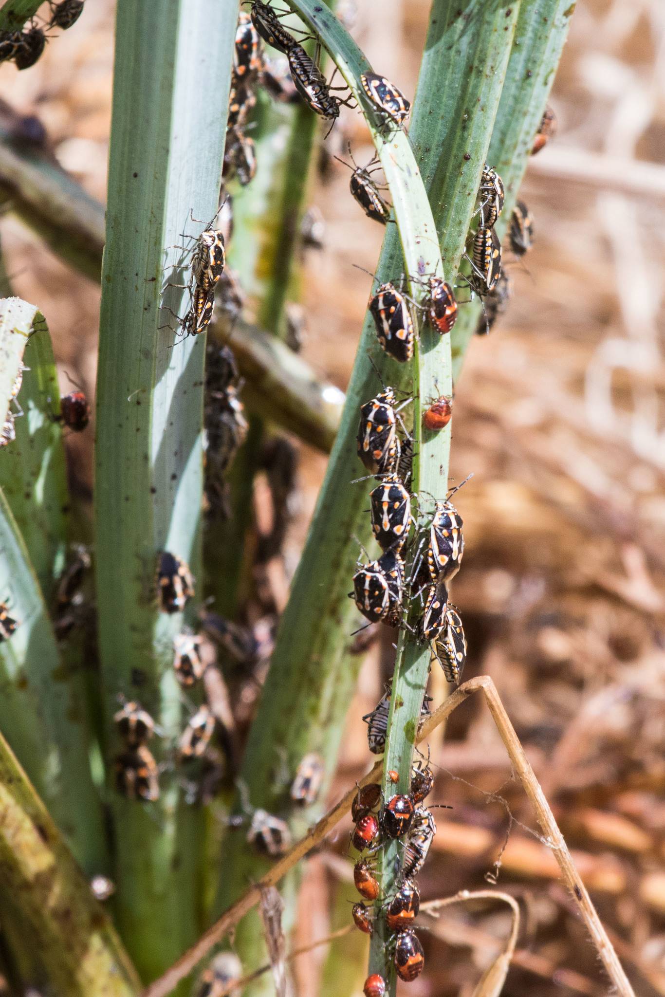 Bagrada hilaris