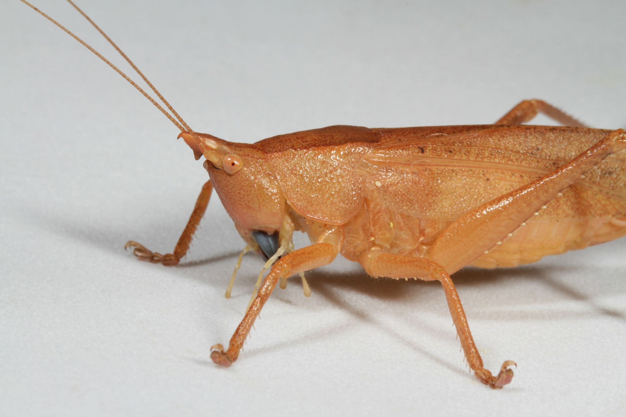 Pyrgocorypha