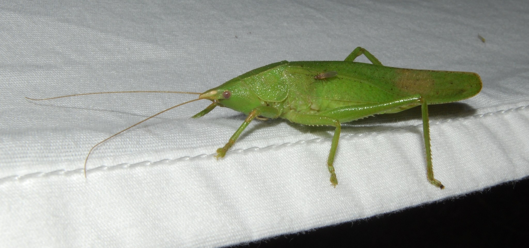 Pyrgocorypha