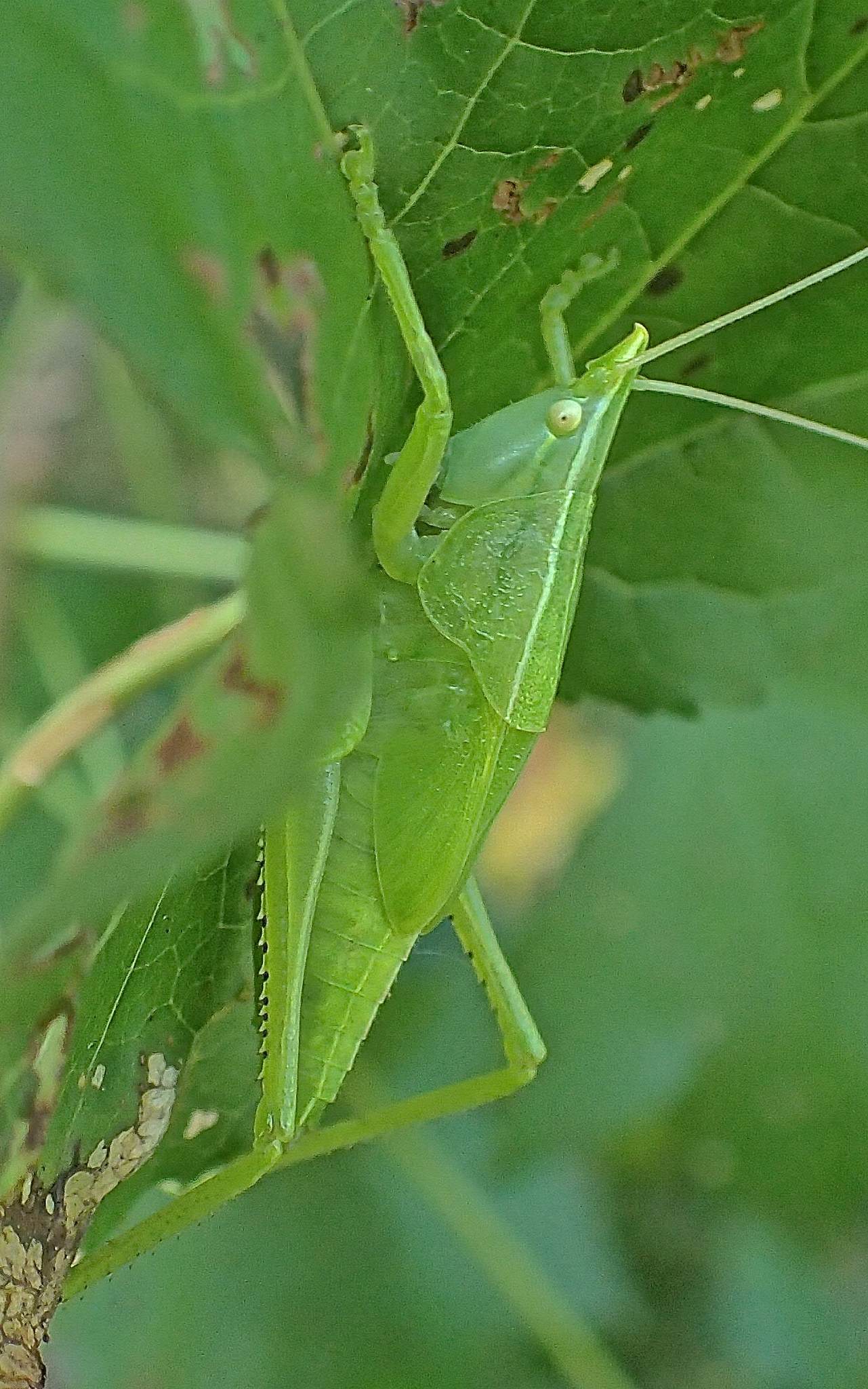 Pyrgocorypha