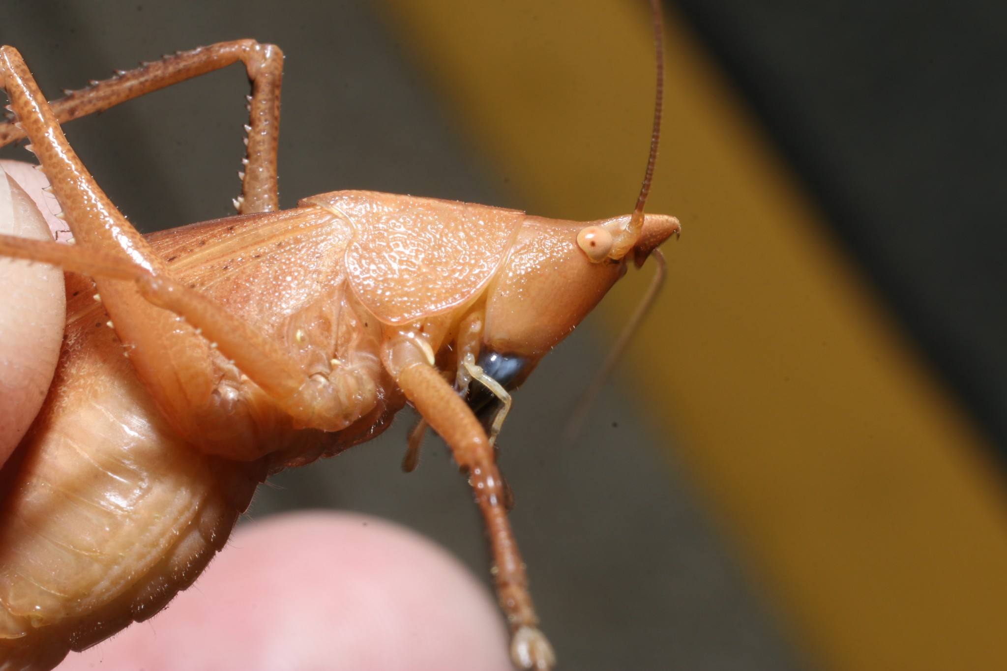 Pyrgocorypha