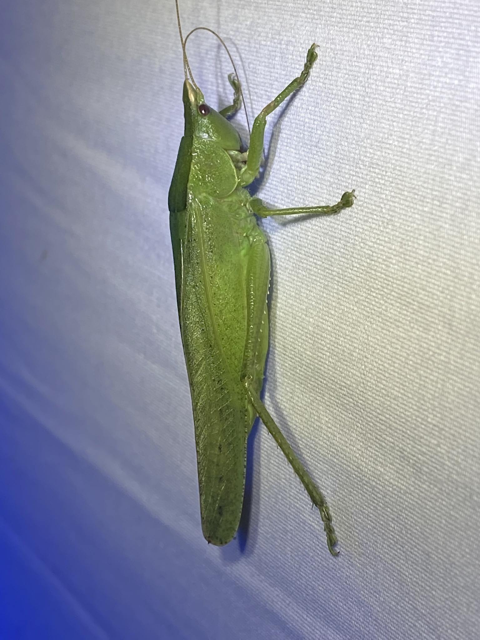 Pyrgocorypha