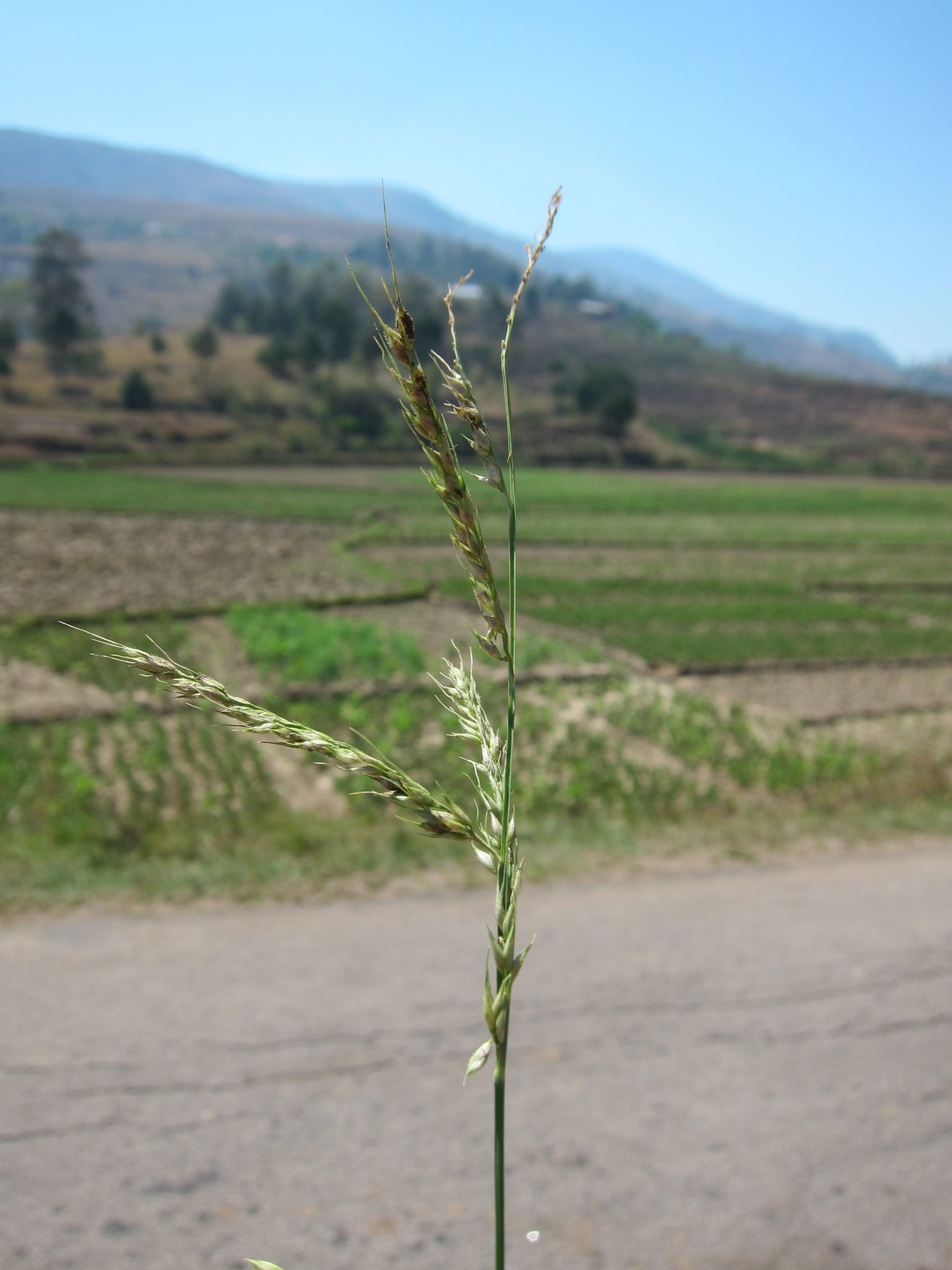 Echinochloa stagnina