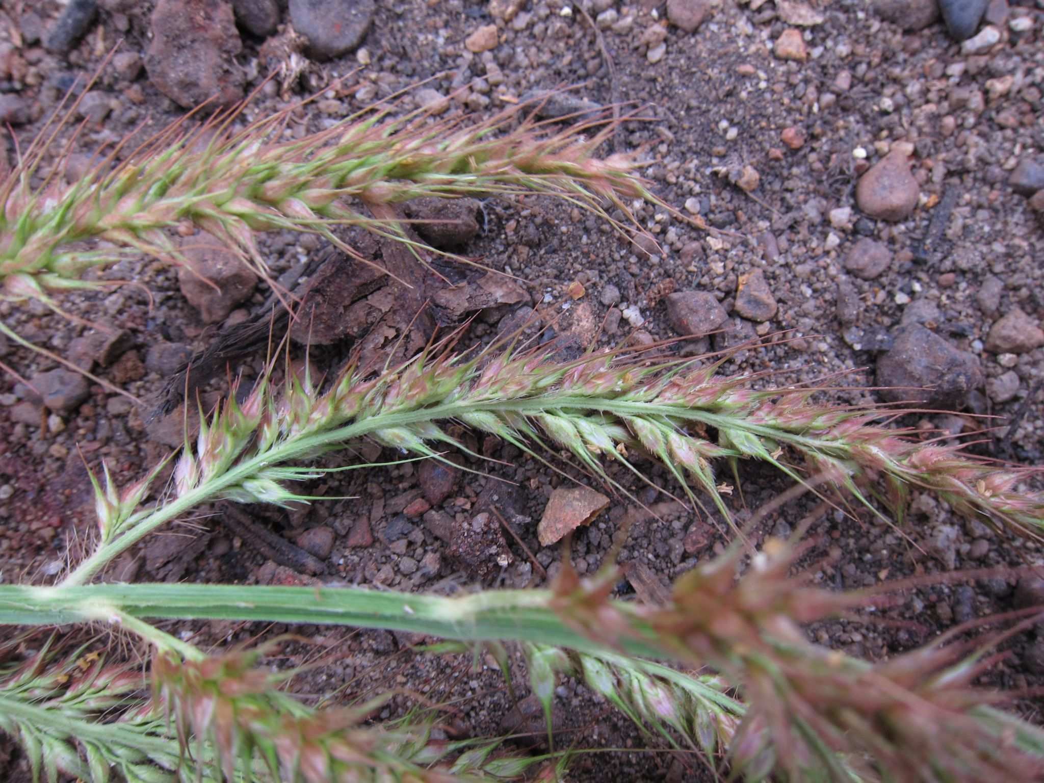 Echinochloa stagnina