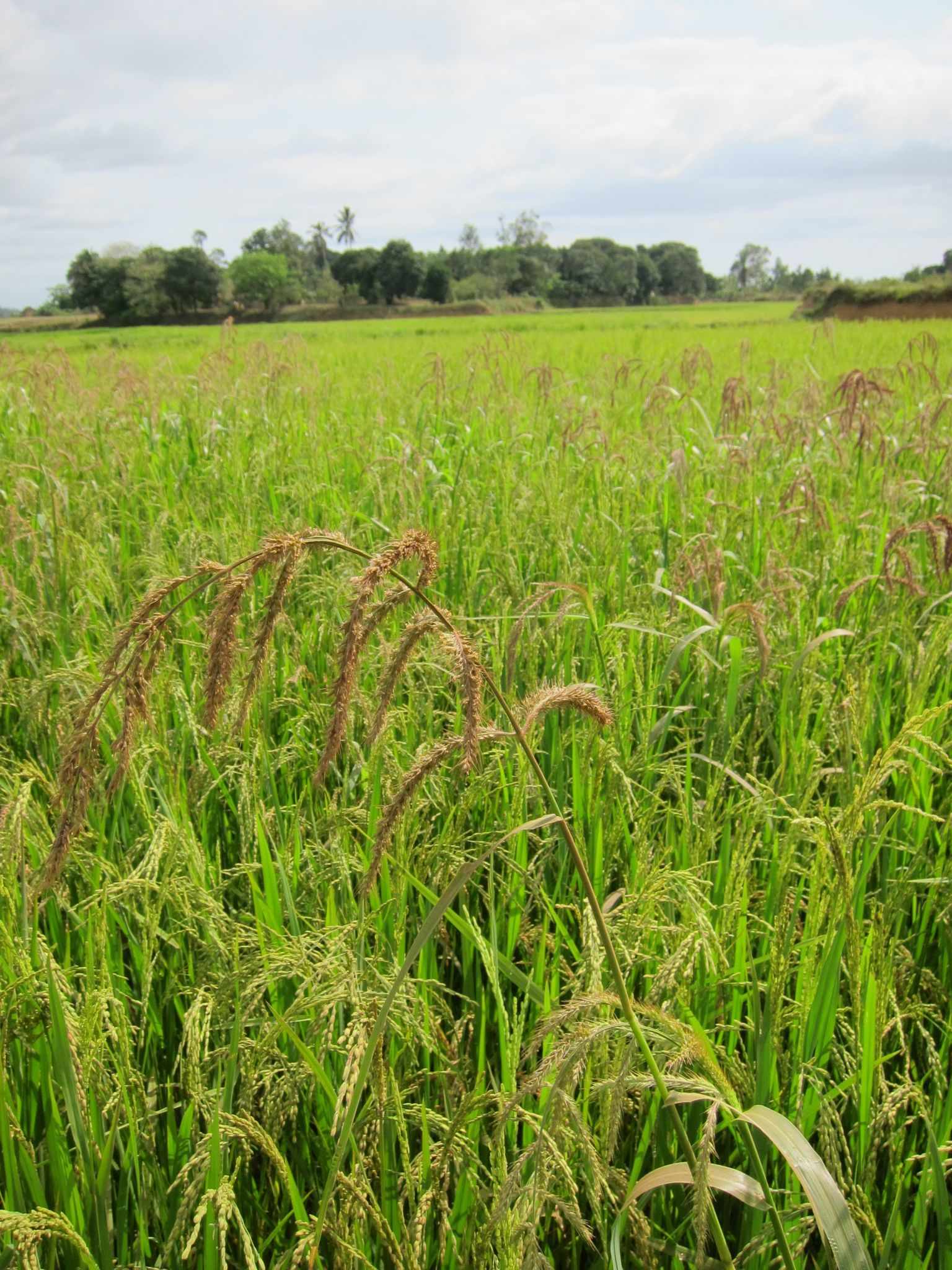 Echinochloa stagnina