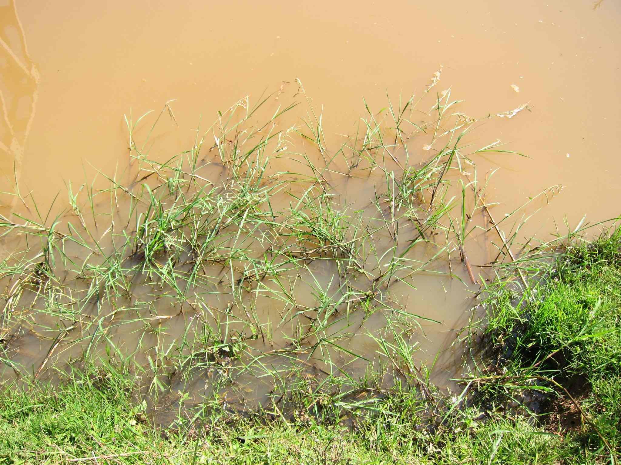 Echinochloa stagnina