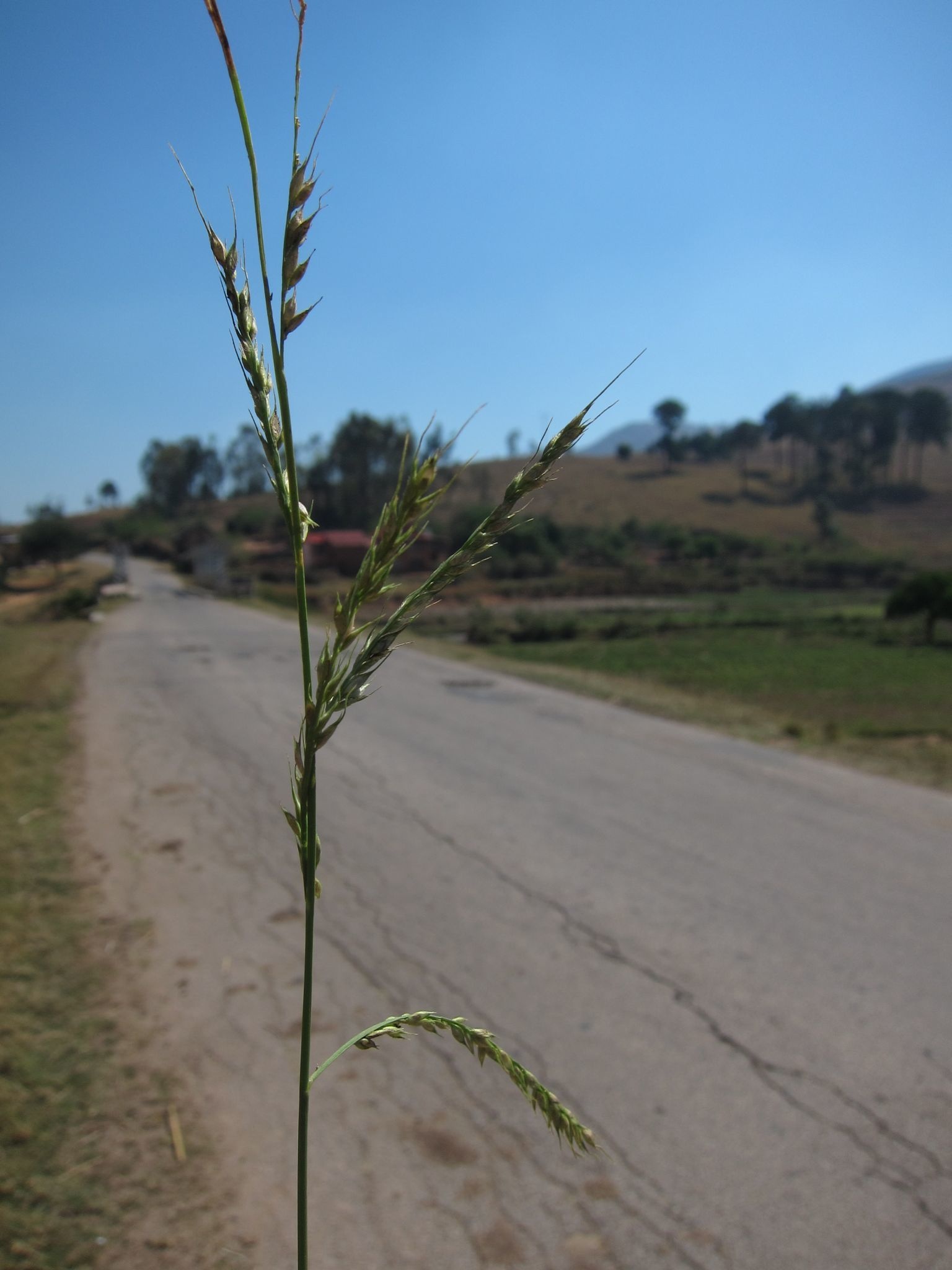 Echinochloa stagnina