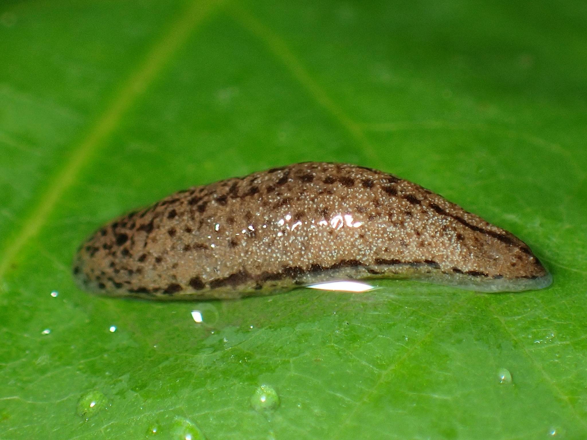 Pallifera