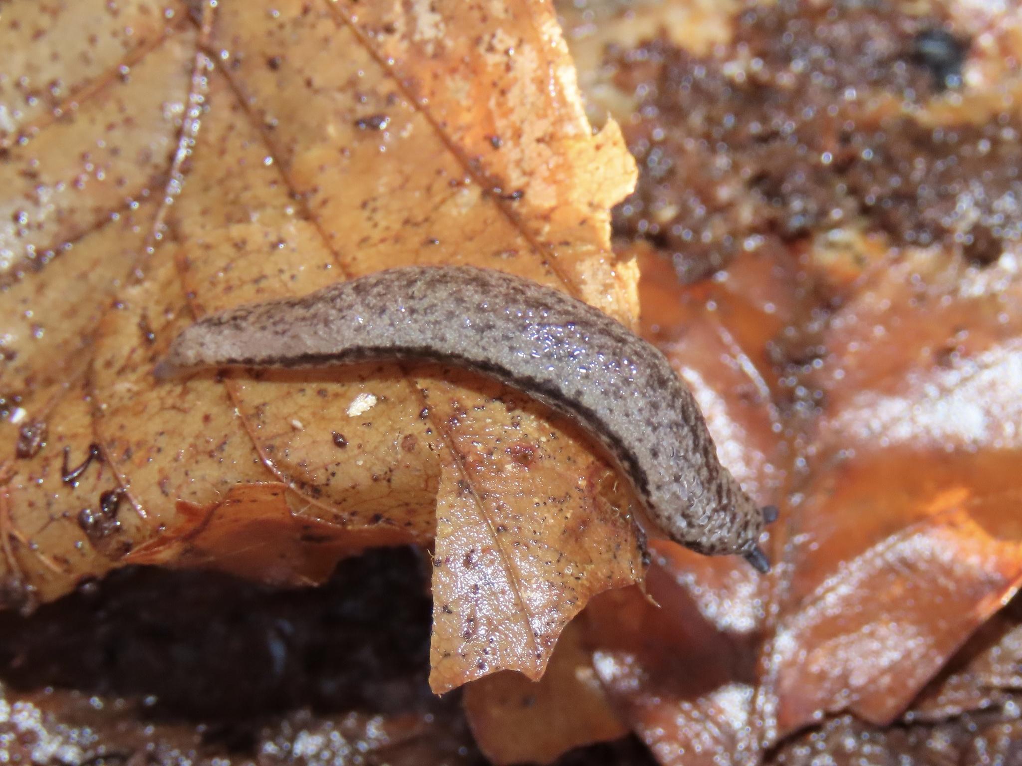 Pallifera