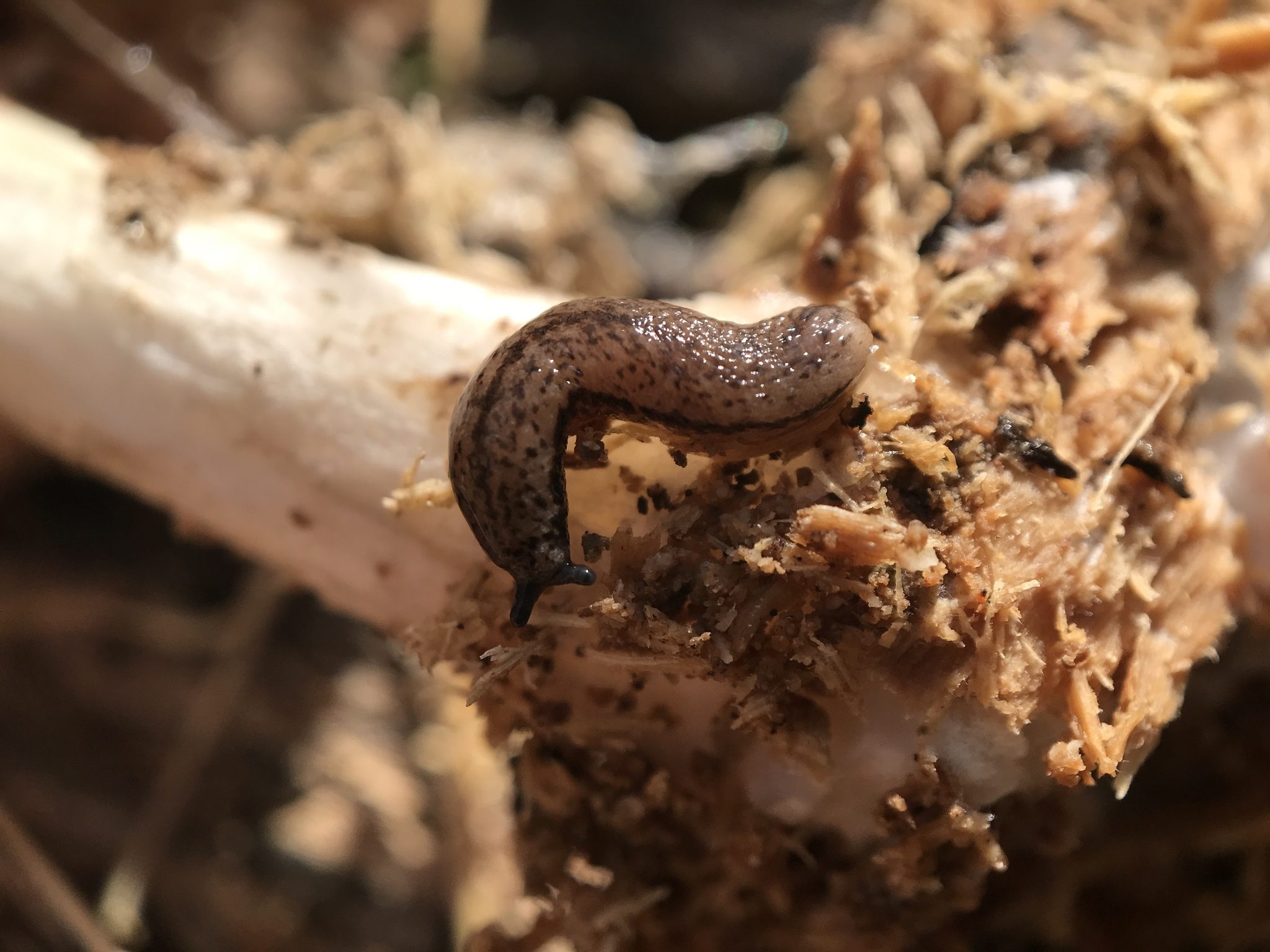 Pallifera