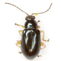 Lysathia